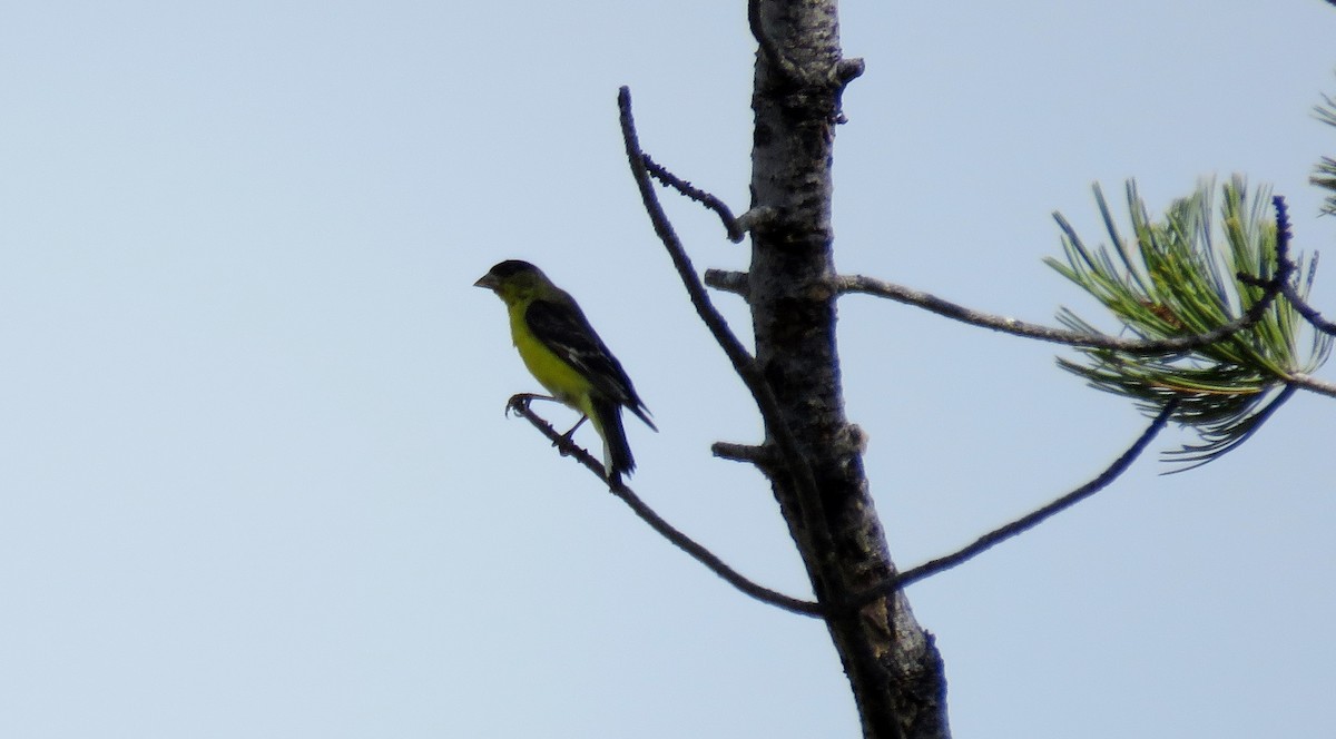 Lesser Goldfinch - ML114061461