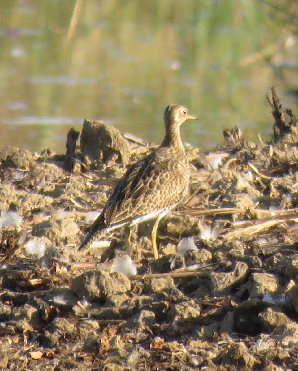 Upland Sandpiper - ML114062301