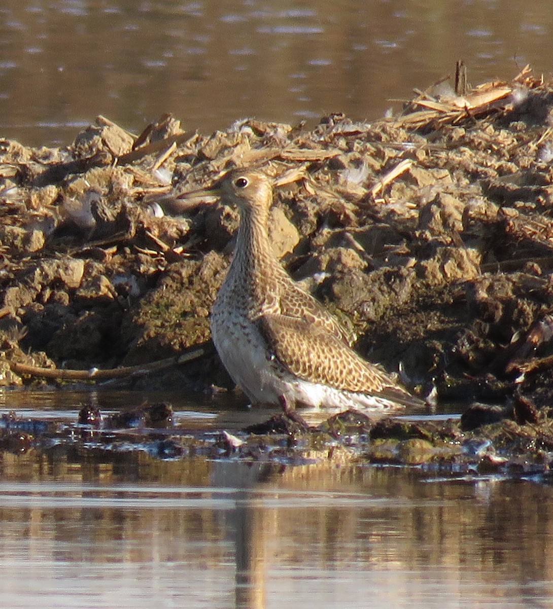 Upland Sandpiper - ML114062311