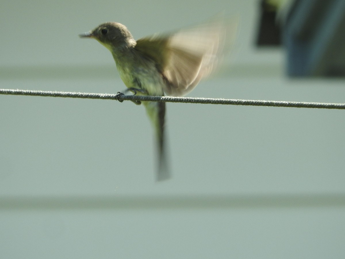 Least Flycatcher - ML114064671