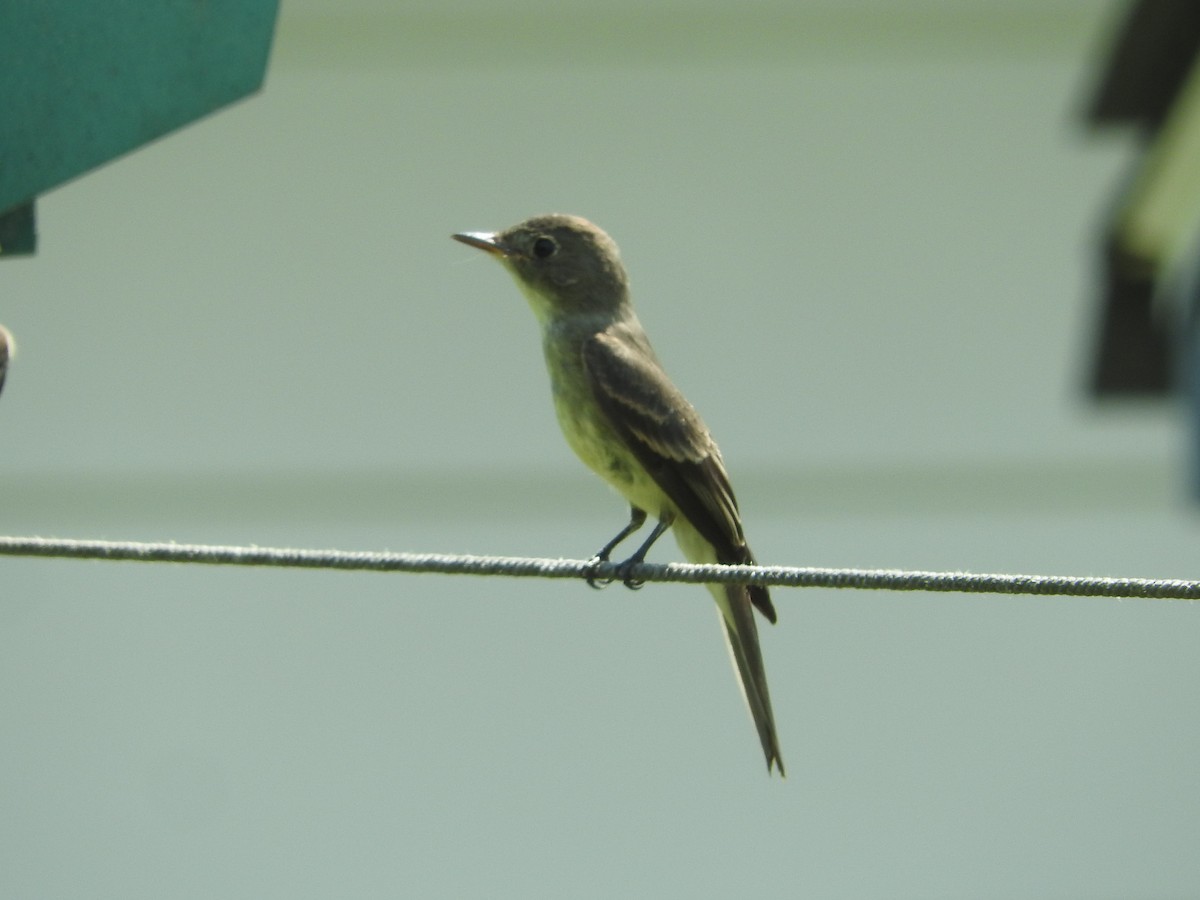 Least Flycatcher - ML114064681