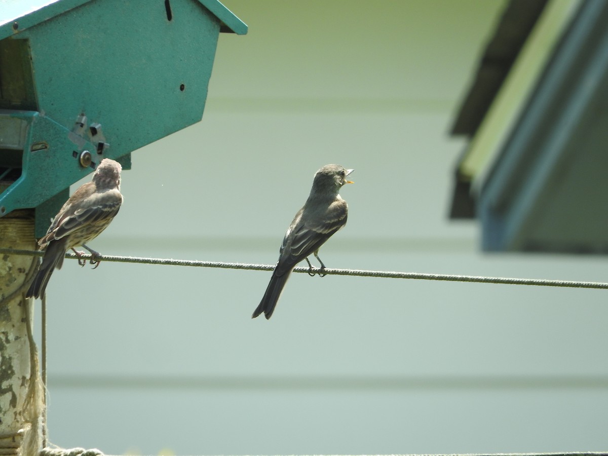 Least Flycatcher - ML114064691