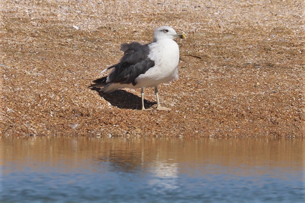 Lesser Black-backed Gull - Mary Harrell