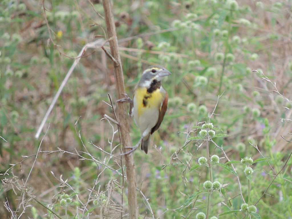 Dickcissel - ML114066581