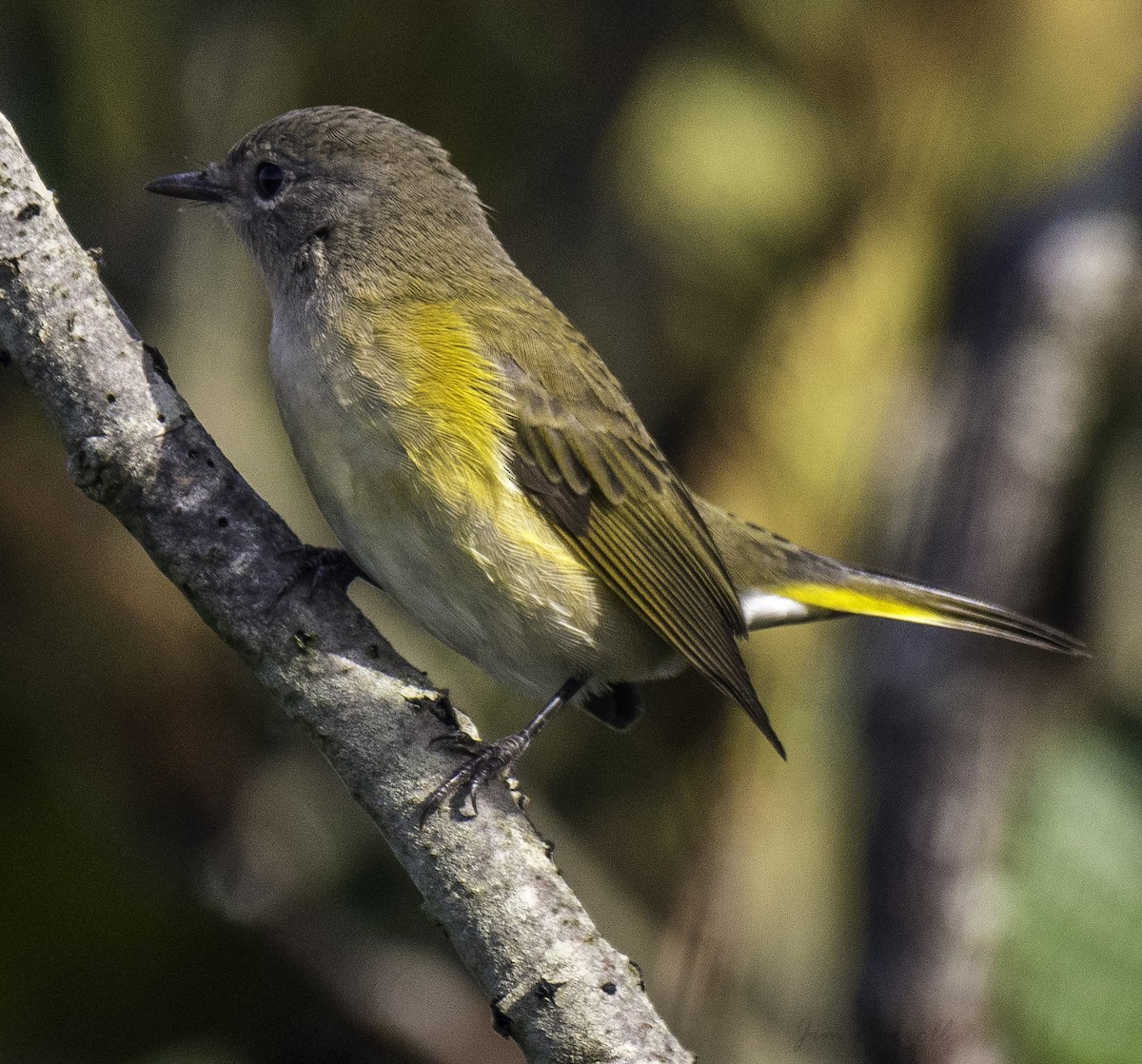 American Redstart - ML114069541