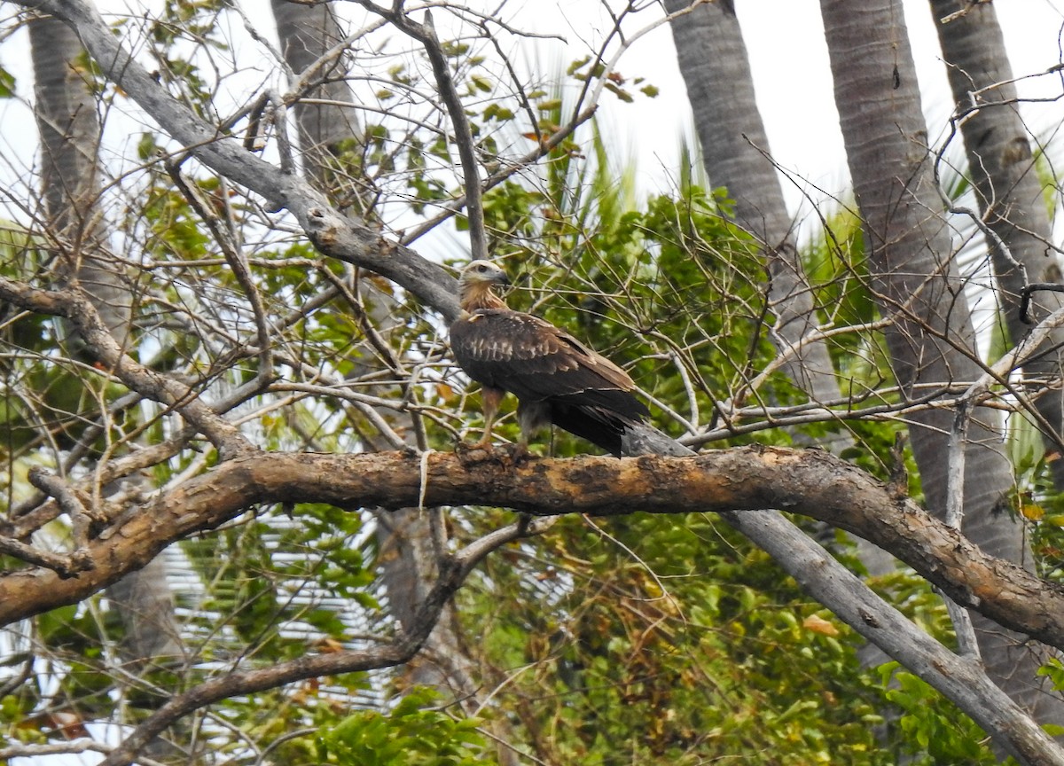 White-bellied Sea-Eagle - ML114069581