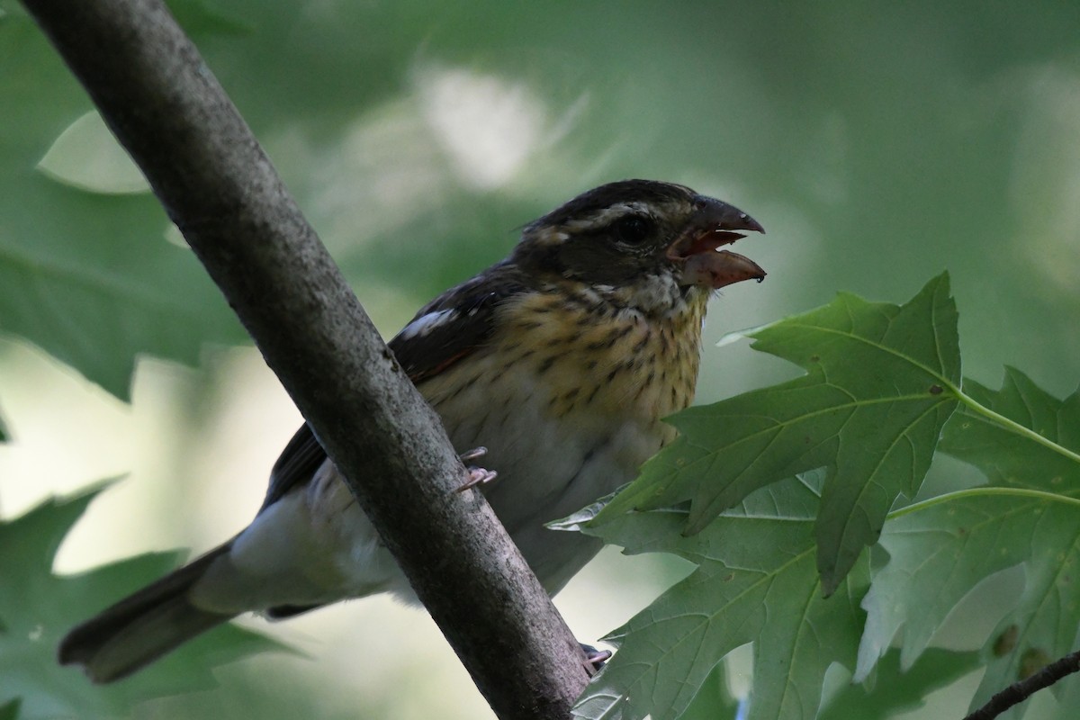 Rose-breasted Grosbeak - Guy Lafond