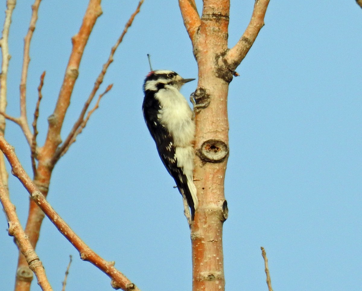 Downy Woodpecker - ML114071471