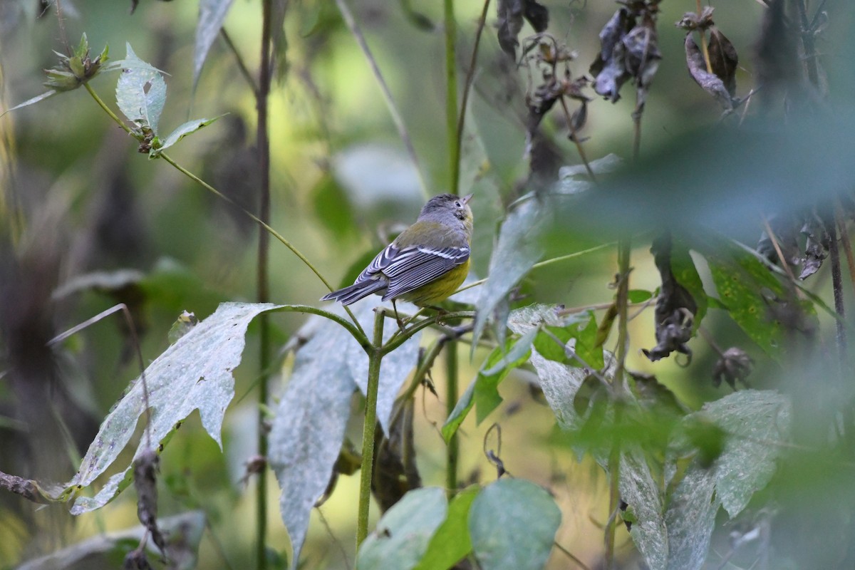 Magnolia Warbler - ML114071661