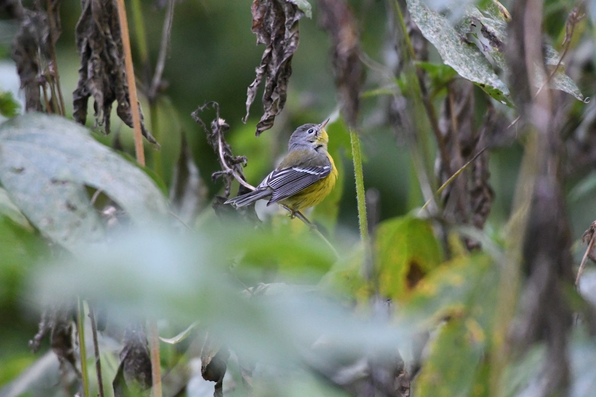 Magnolia Warbler - ML114071671