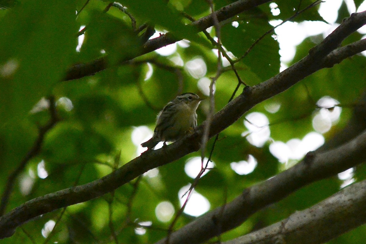 Black-and-white Warbler - ML114072831