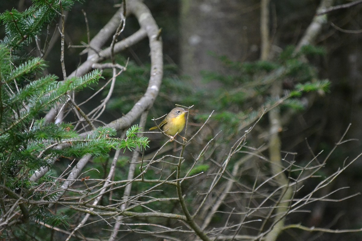 Common Yellowthroat - ML114072851