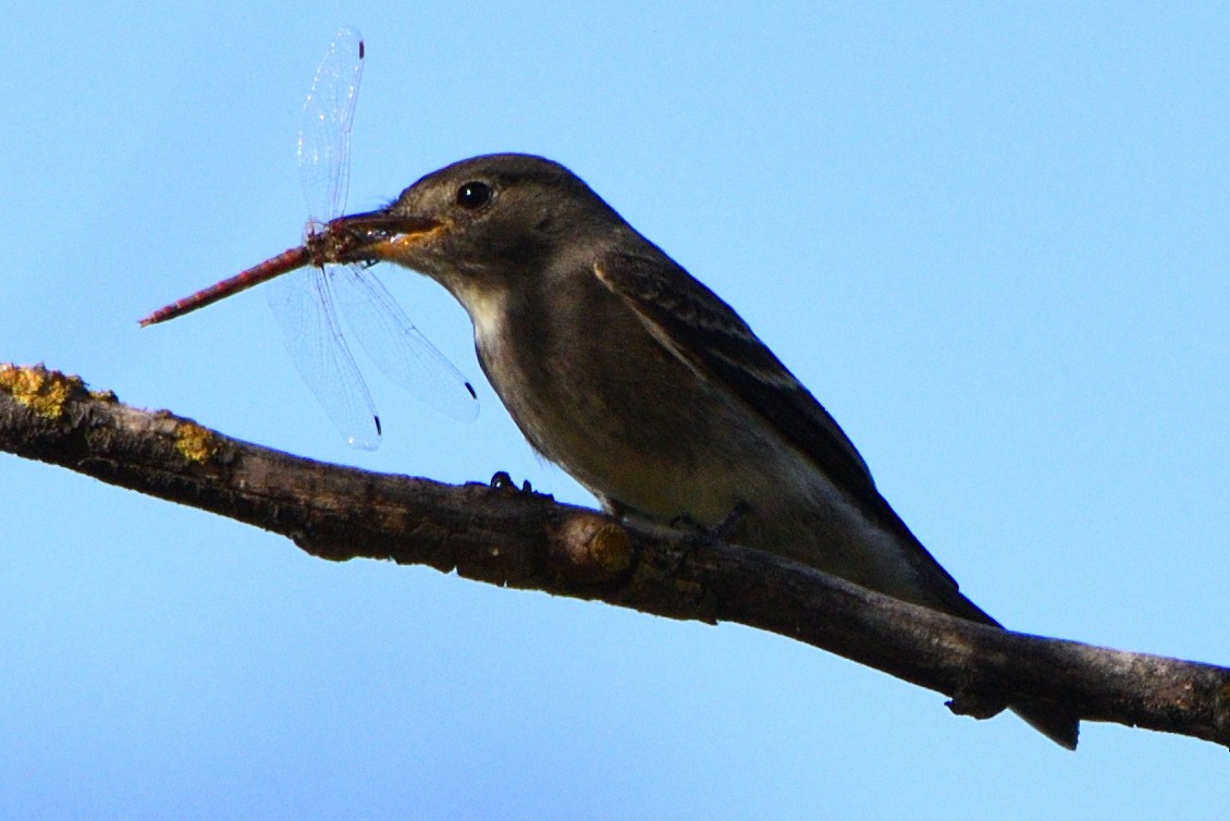 Western Wood-Pewee - Marty Lycan