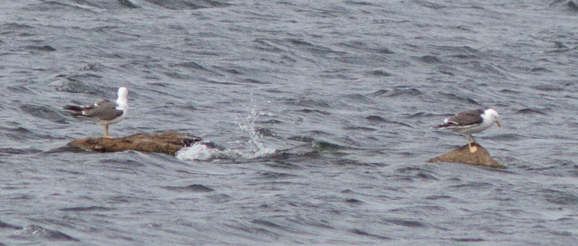 Gaviota Sombría - ML114073901