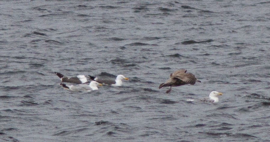 Lesser Black-backed Gull - Jason Forbes