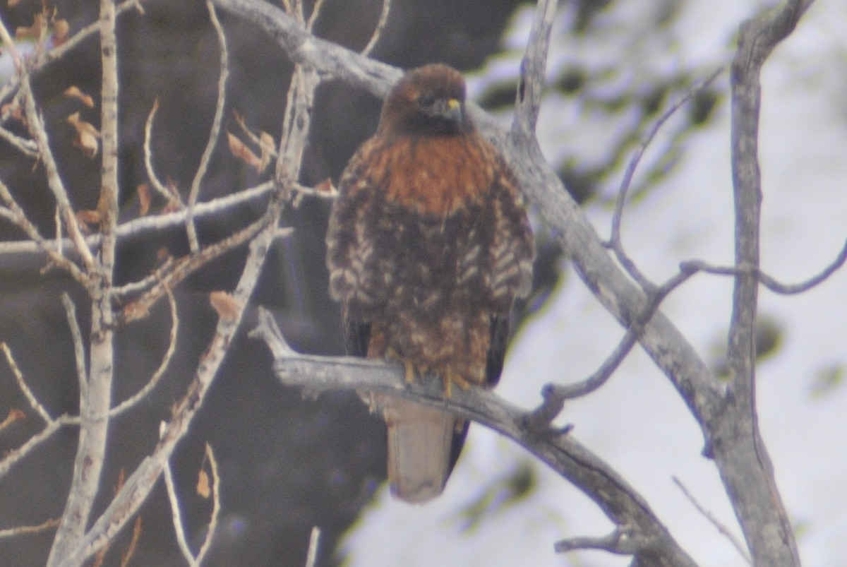 Red-tailed Hawk (calurus/alascensis) - Sean Cozart