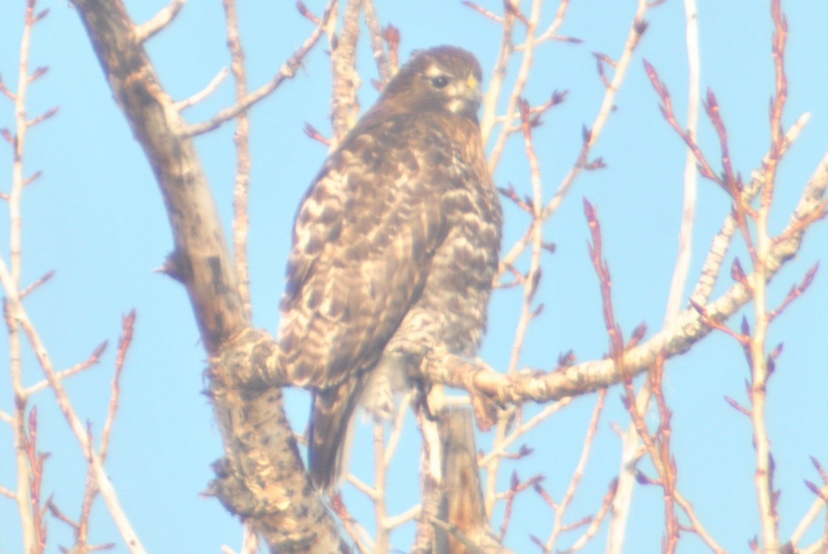 Red-tailed Hawk (Harlan's) - ML114075691