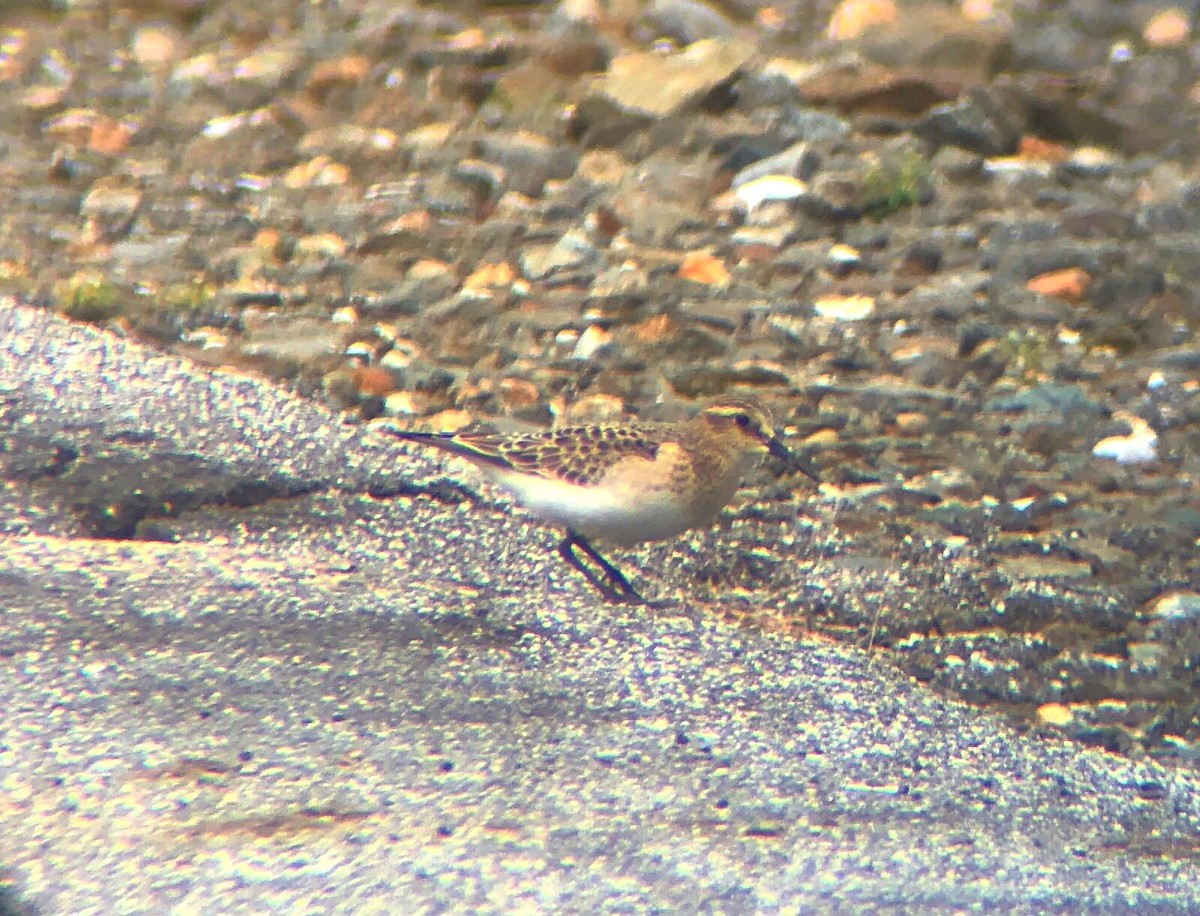 Baird's Sandpiper - Dylan Jackson