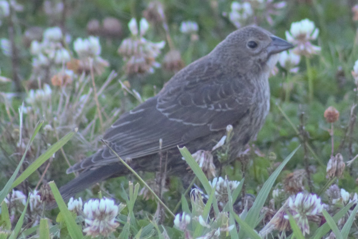 Brown-headed Cowbird - ML114077871