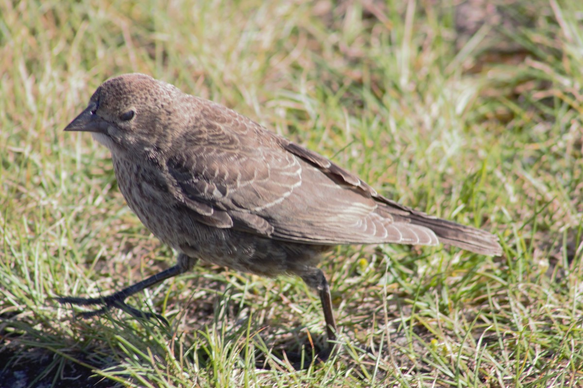 Brown-headed Cowbird - ML114077891