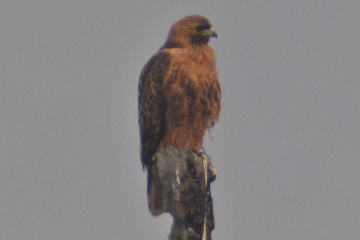 Red-tailed Hawk (calurus/alascensis) - Sean Cozart