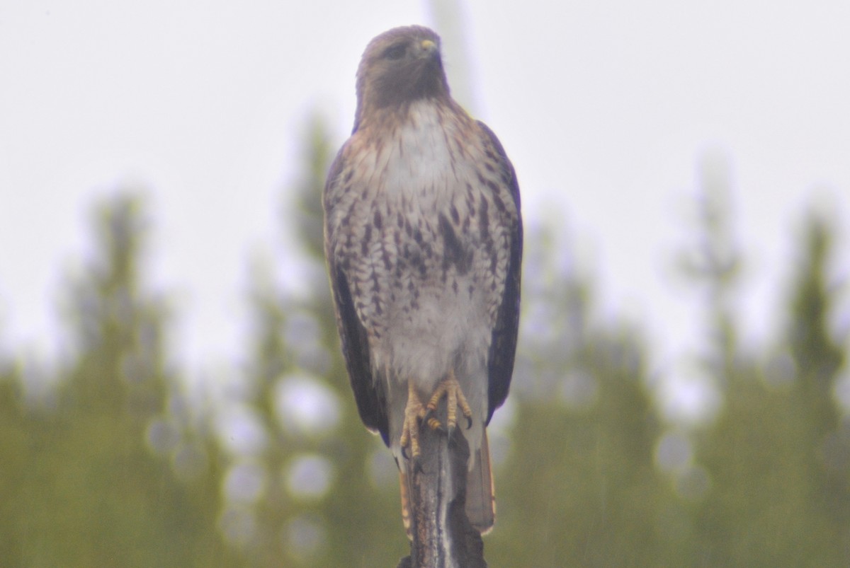 Red-tailed Hawk (calurus/alascensis) - Sean Cozart