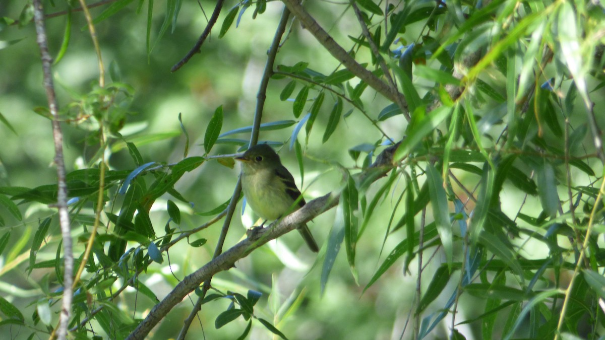 Yellow-bellied Flycatcher - ML114079441