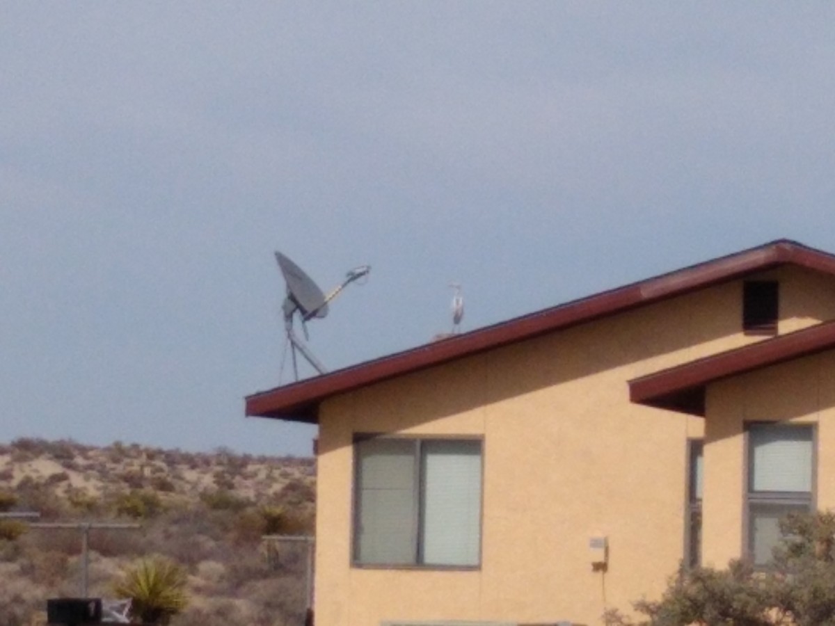 Great Egret - ML114079491