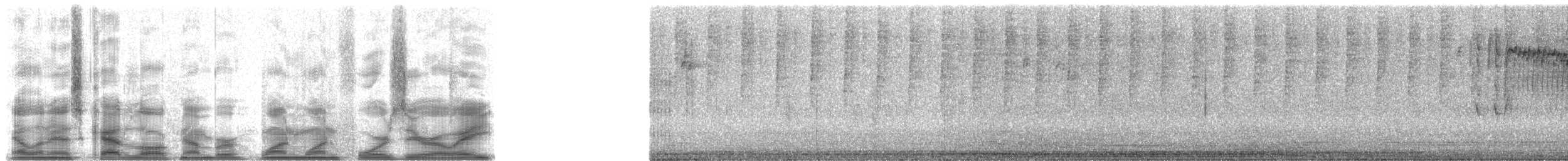 Haplospize ardoisé - ML11408