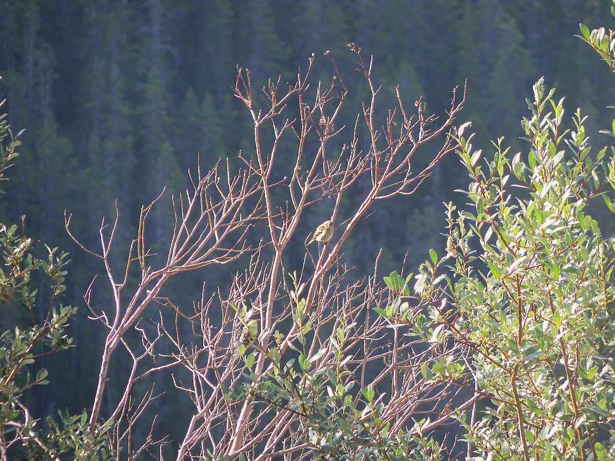 Pine Siskin - Penguin Iceberg