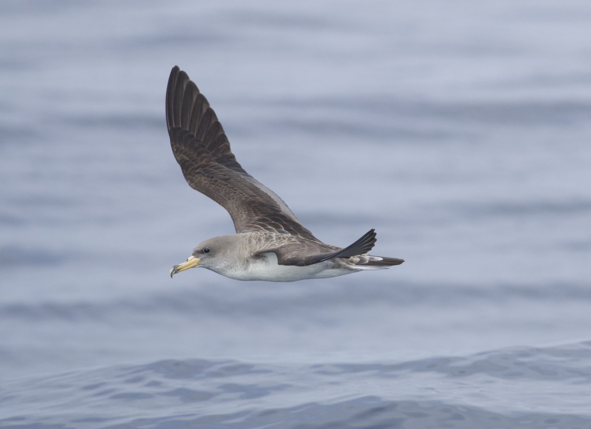 Cory's/Scopoli's Shearwater - ML114082381