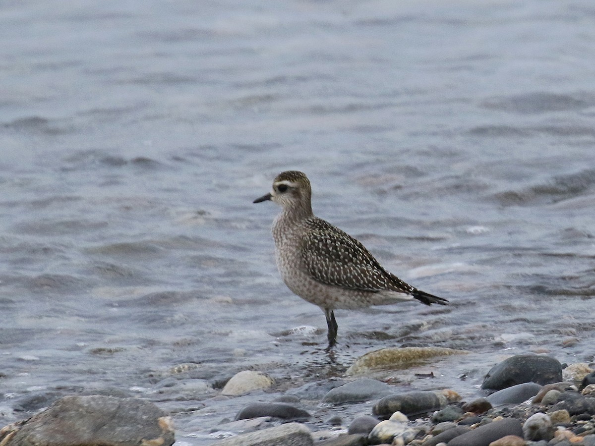 American Golden-Plover - ML114082441