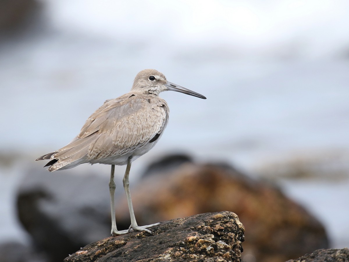 Chevalier semipalmé (inornata) - ML114082621