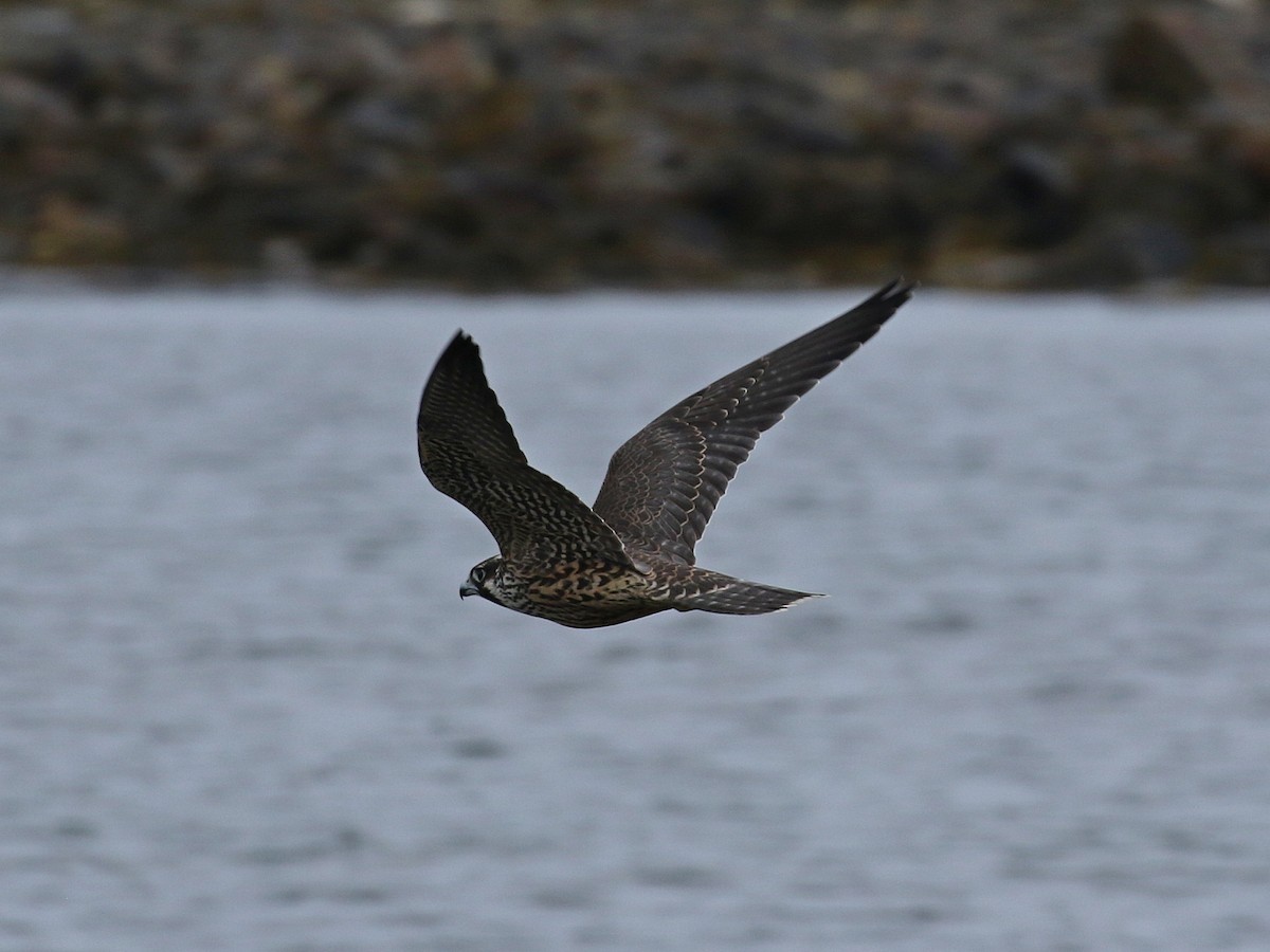 Halcón Peregrino - ML114082721