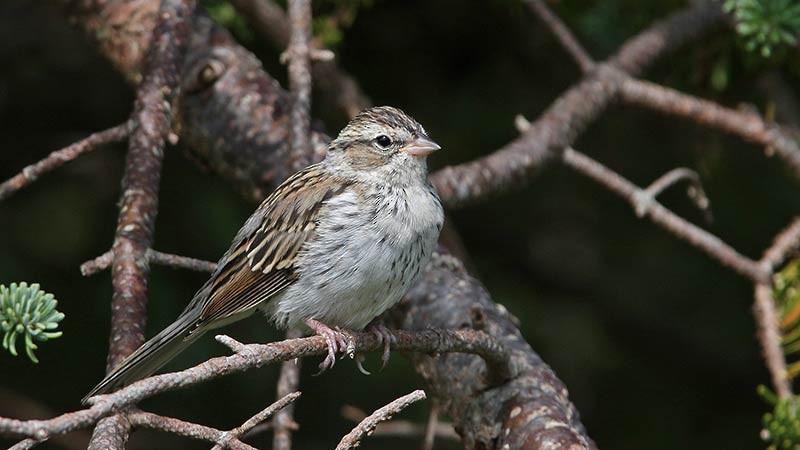 Chipping Sparrow - ML114085151