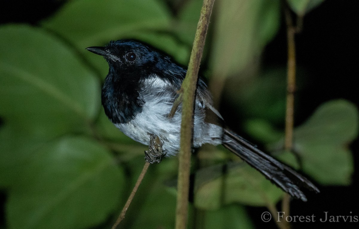 Philippine Magpie-Robin - ML114087701