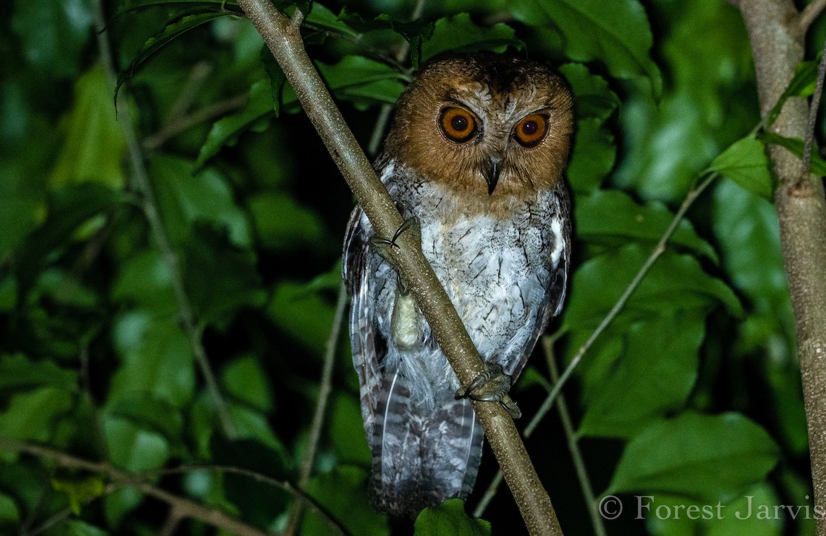 Negros Scops-Owl - Forest Botial-Jarvis