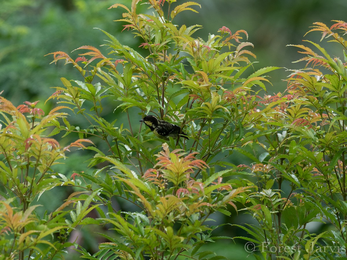 Elegant Tit - ML114089141