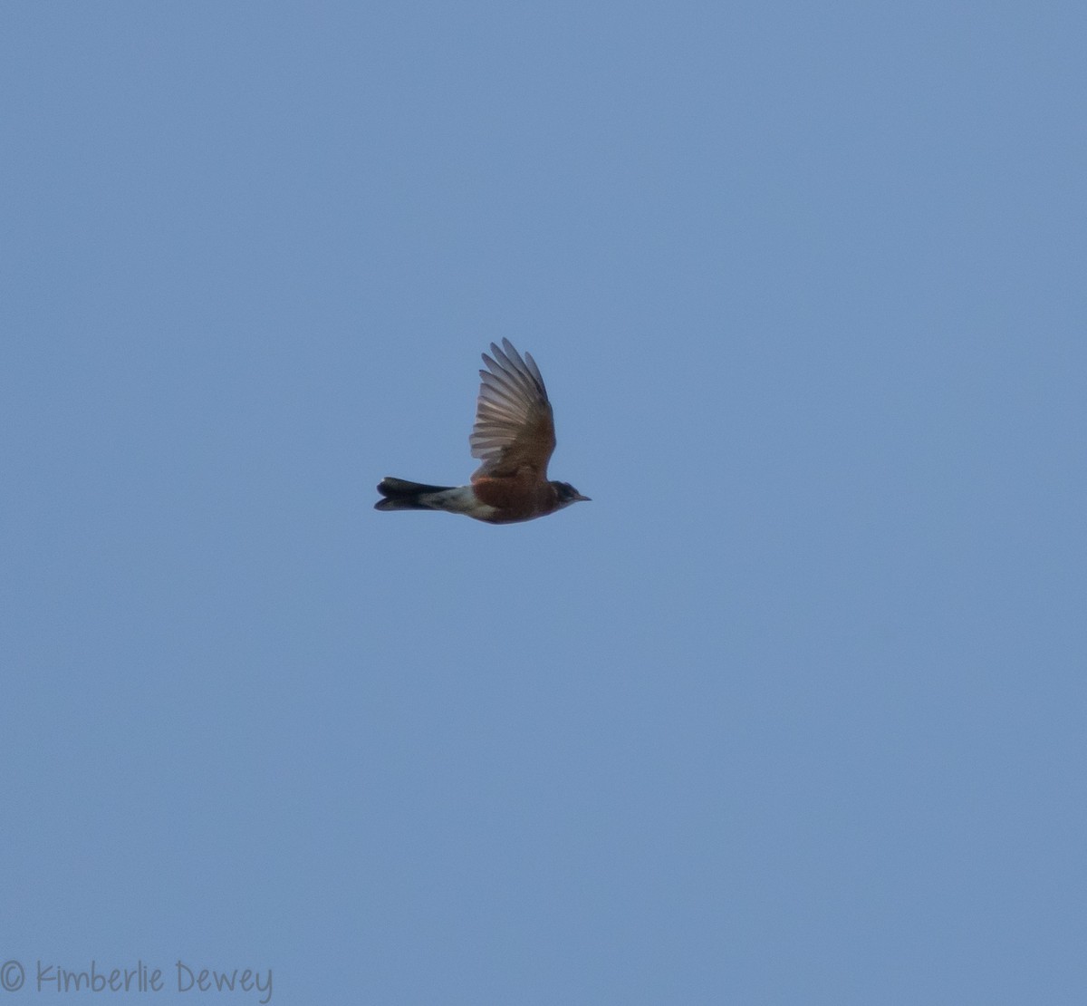 Eastern Bluebird - ML114089481