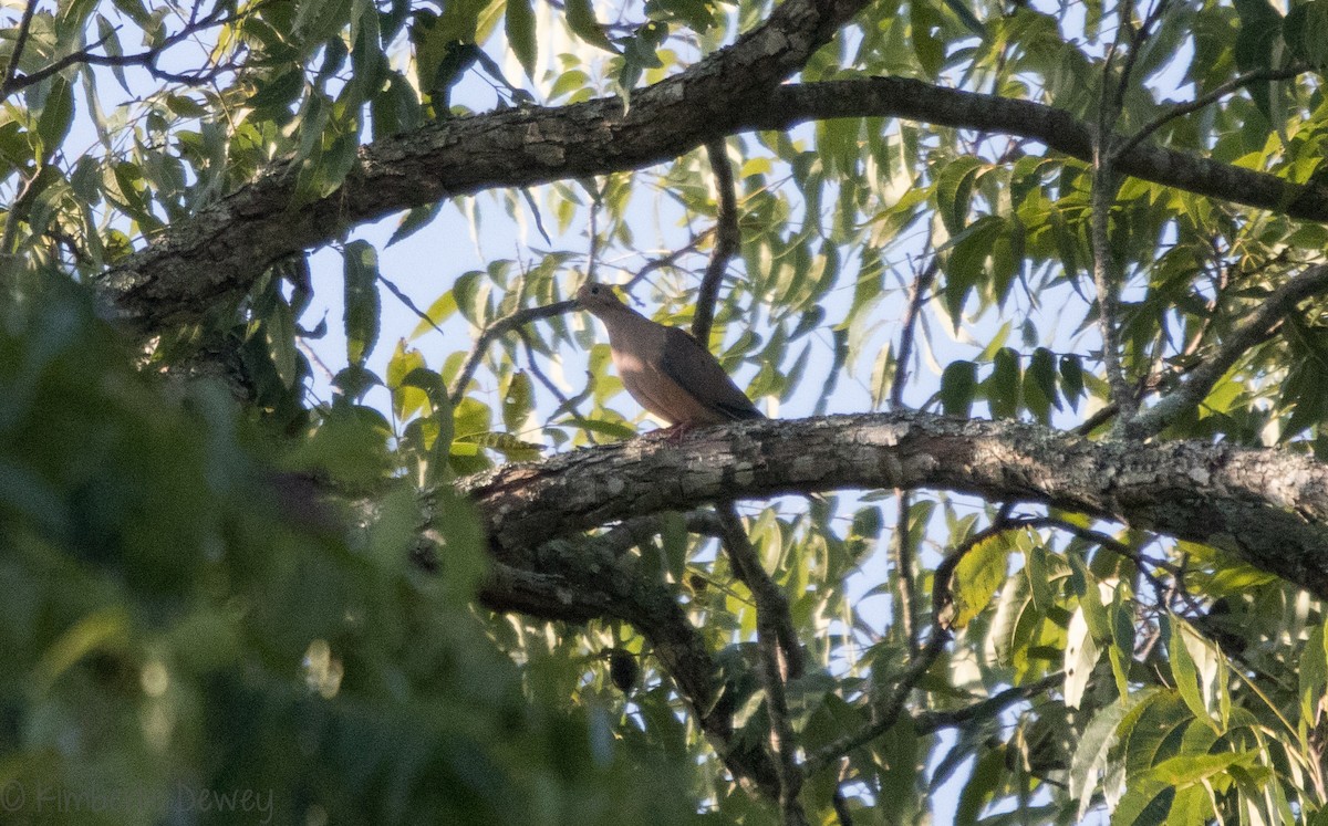 Mourning Dove - ML114089581