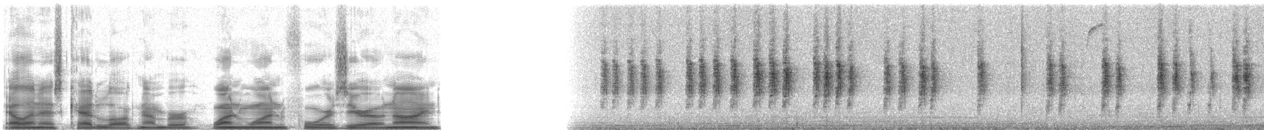 Лимонный певун (striaticeps) - ML11409