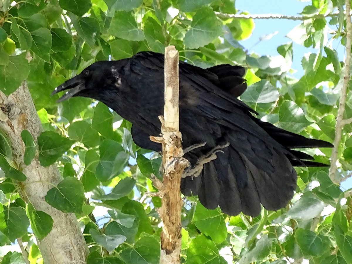 Common Raven - ML114092051