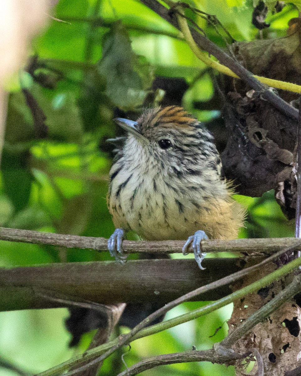 Santa Marta Antbird - Rob Felix