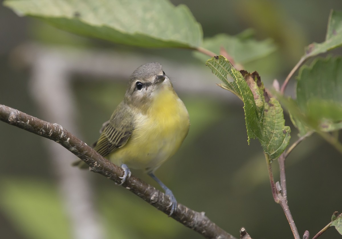 Philadelphia Vireo - ML114094131