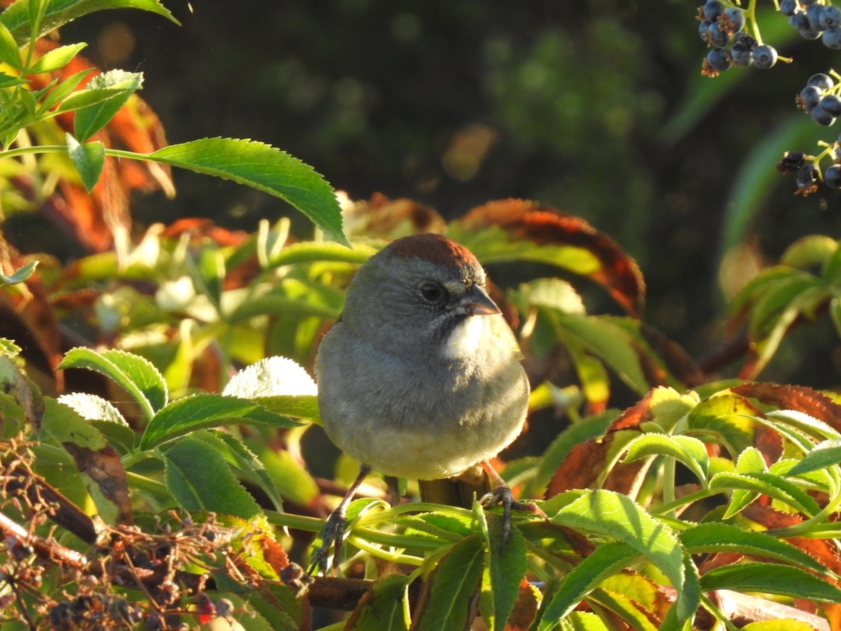 Green-tailed Towhee - ML114095451