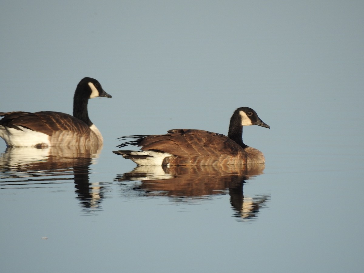 Canada Goose - ML114095821