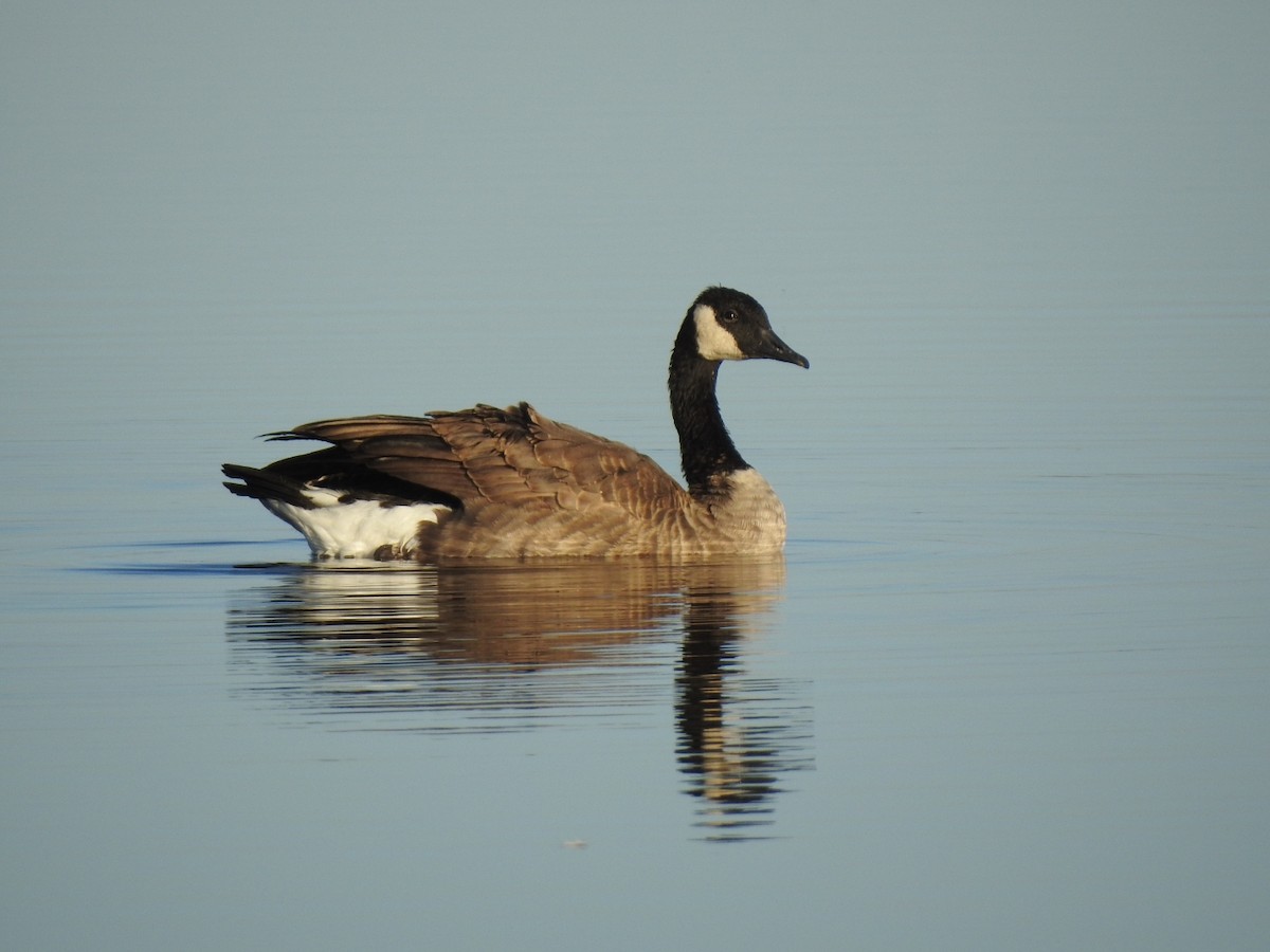 Canada Goose - ML114095831