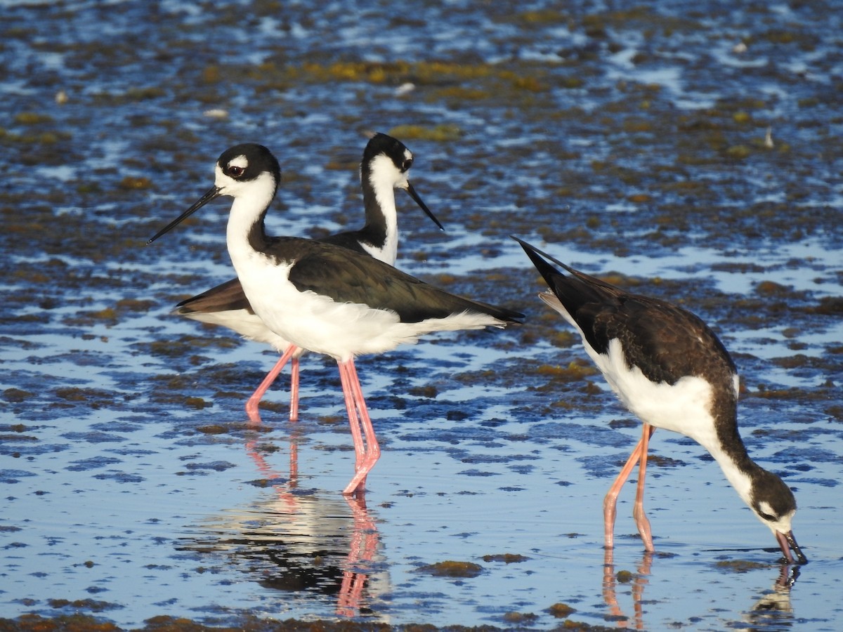 Black-necked Stilt - ML114096111