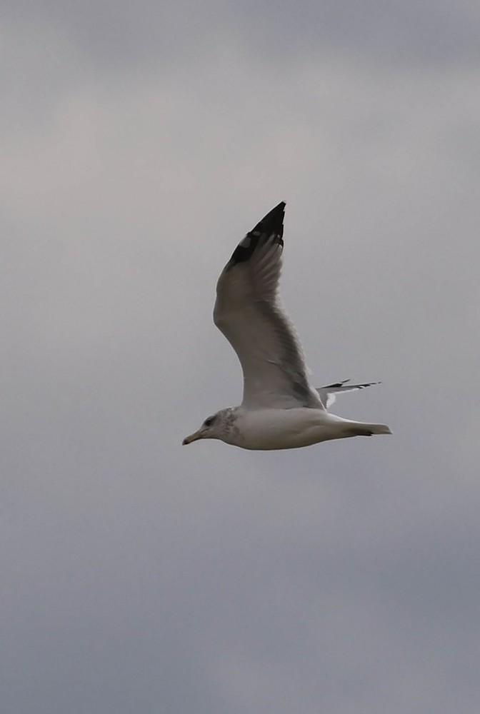 Gaviota Californiana - ML114096181