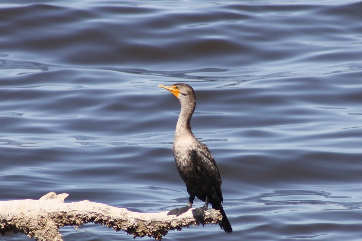 Double-crested Cormorant - ML114096381